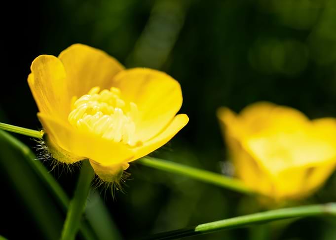 Yellow buttercup flower