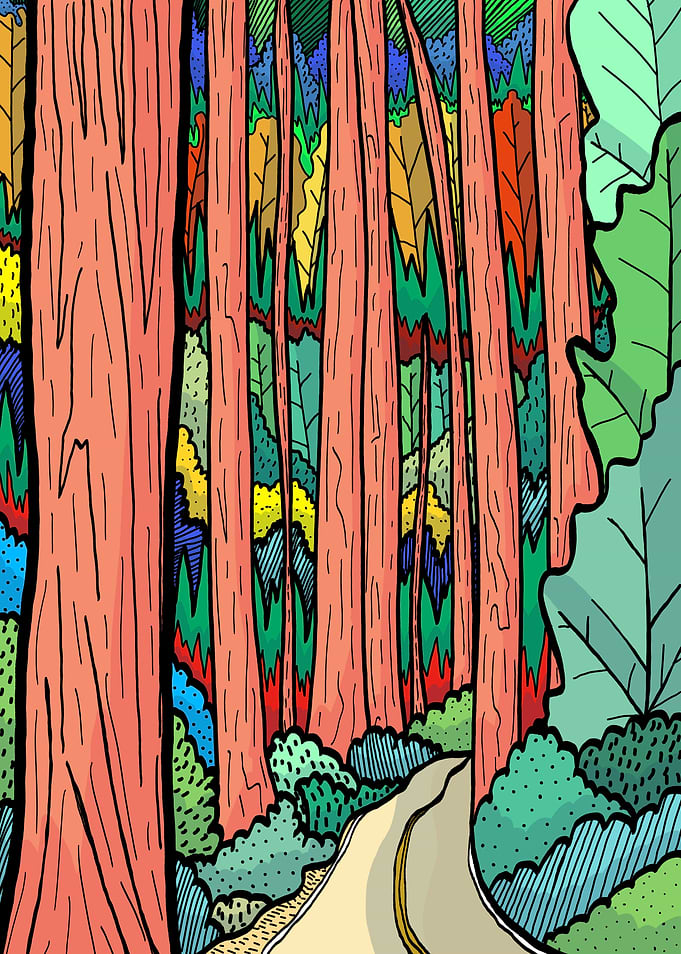 Forest woodland