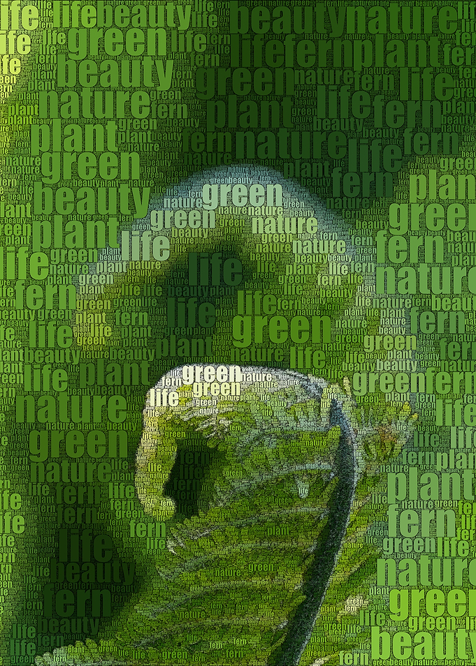 Fern
