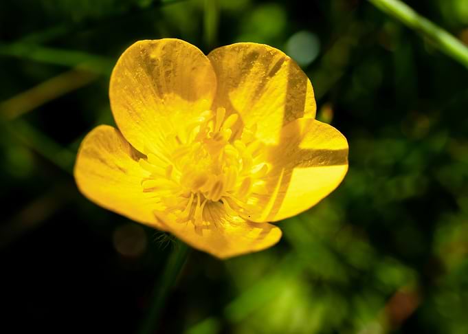 Yellow buttercup flower
