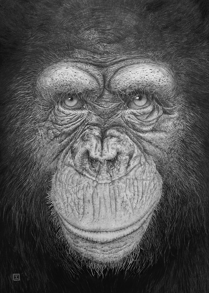 Face to face, Chimpanzee 1