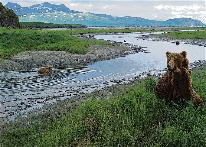 Bears