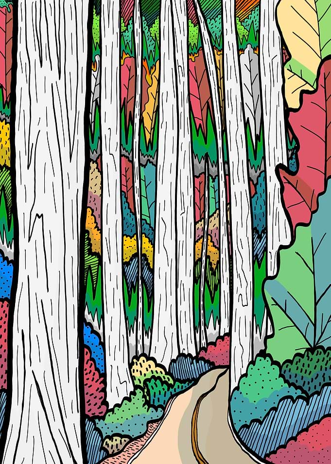 Summer colour forest