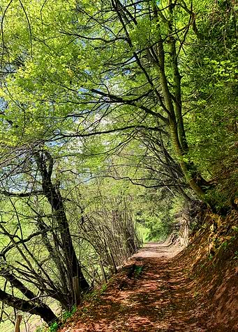 Enchanting Forest Path 2
