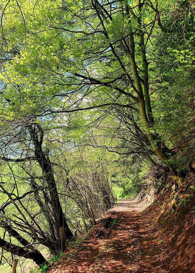 Enchanting Forest Path 2