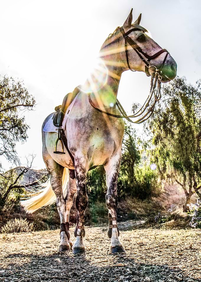 Royal horse