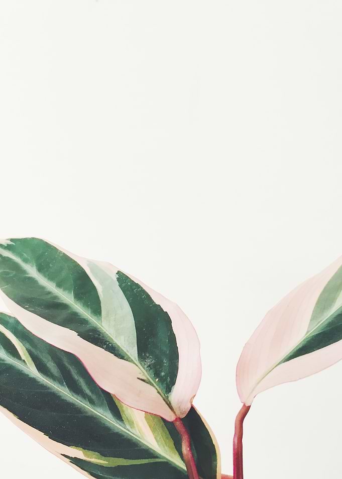 Pink Leaves III