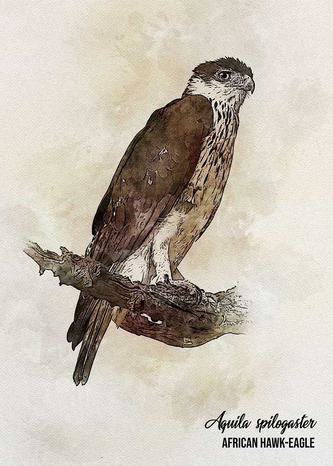 African hawk eagle