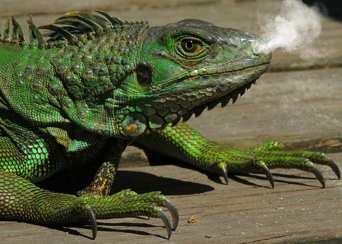 Green Dragon
