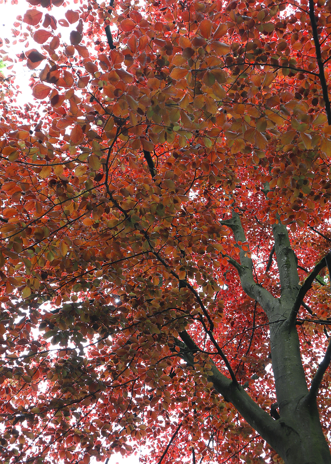 The intense red