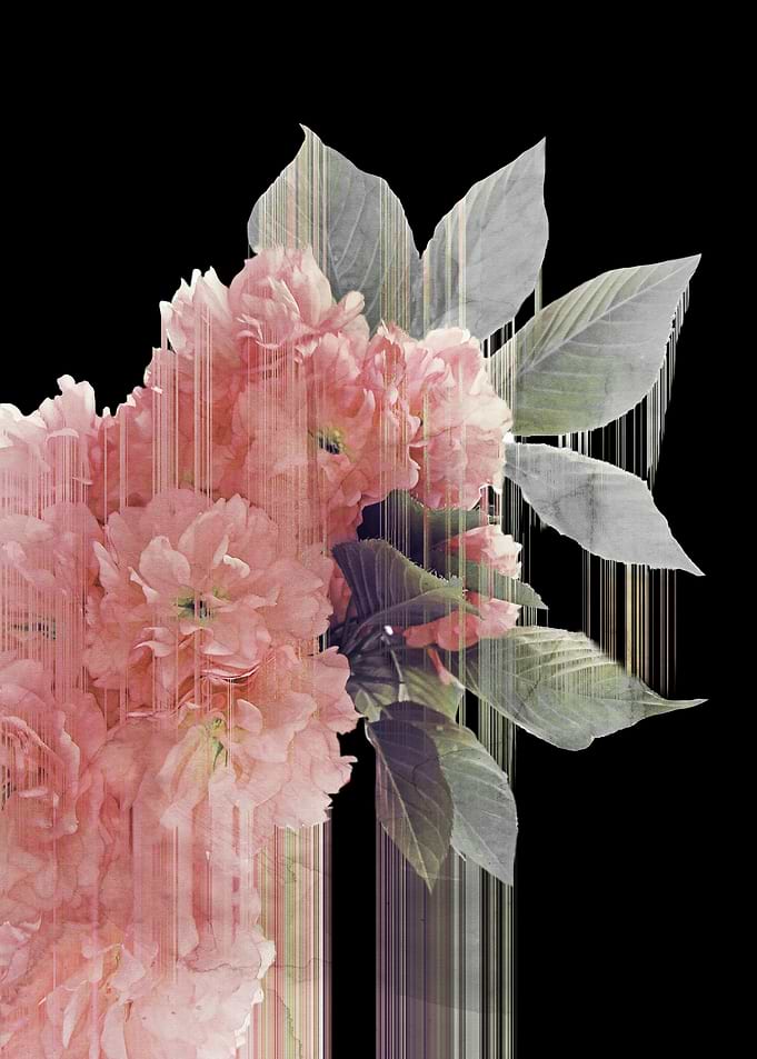 Pink Beauty