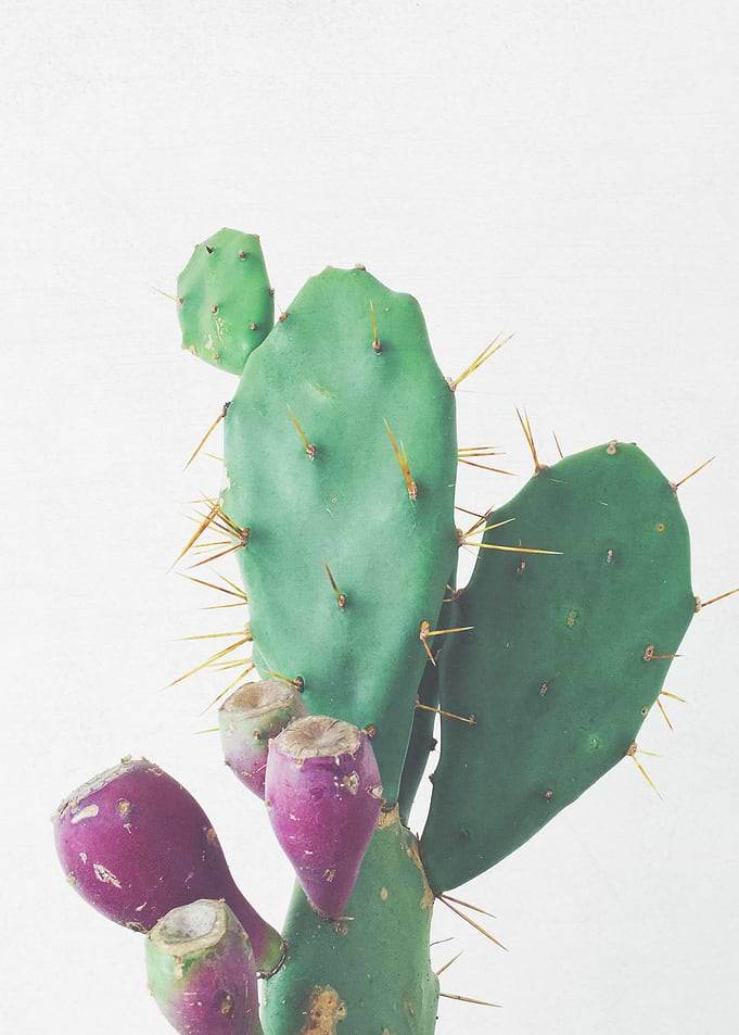 Prickly Pear