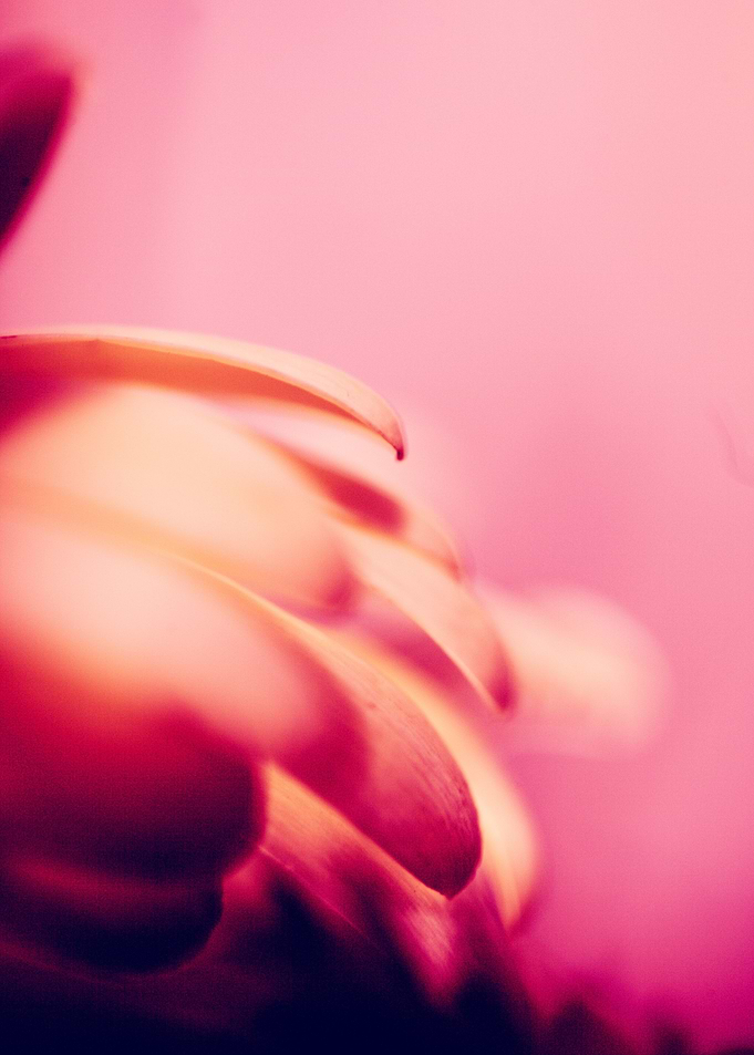 Pink floral