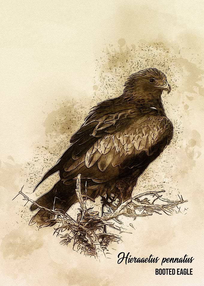 Booted eagle