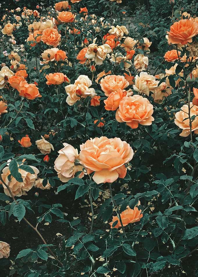 Forest of Roses