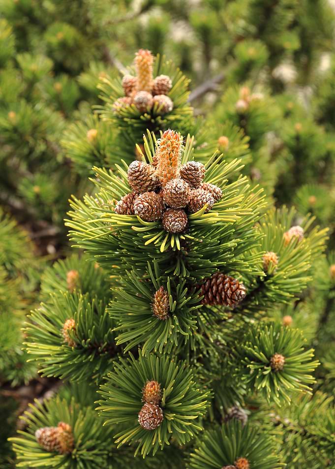 The tiny pine