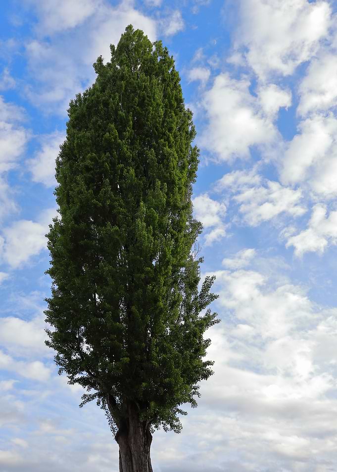 The lonely green