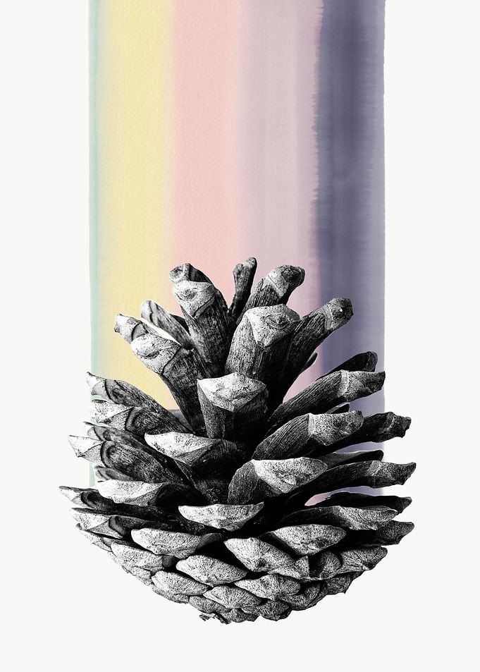 pinecone nature