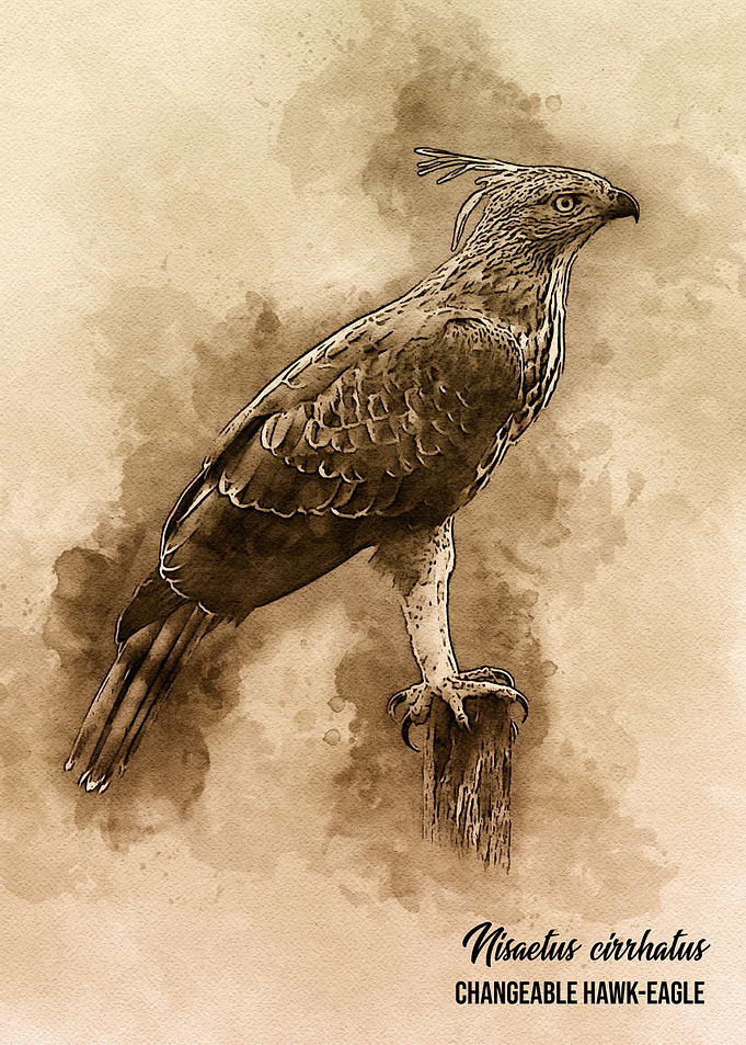 Changeable hawk eagle