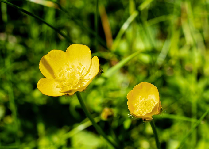 Yellow buttercup flower