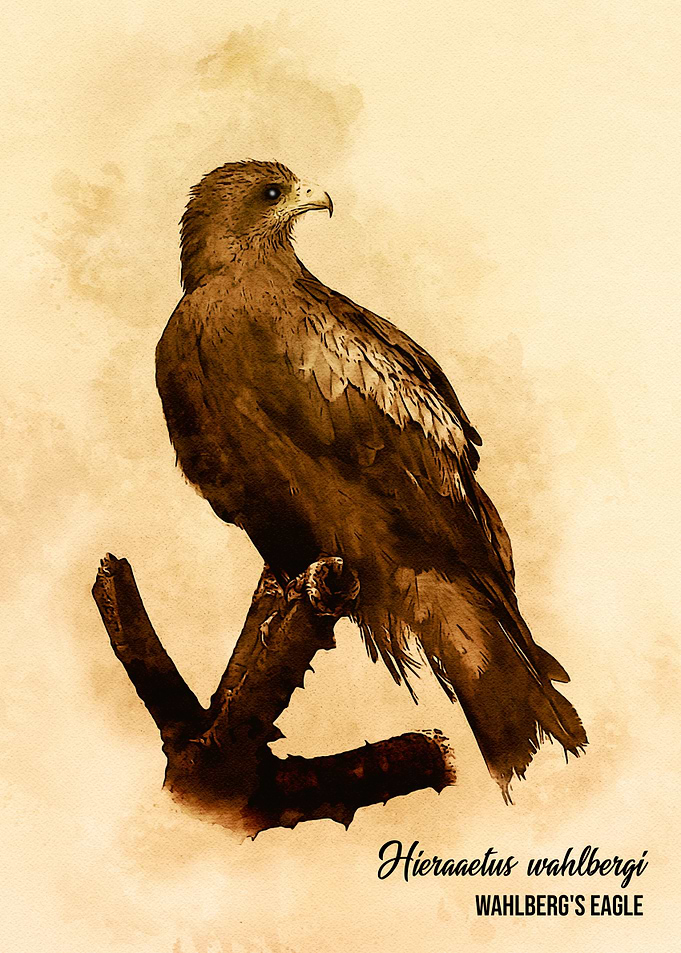 Wahlbergs eagle