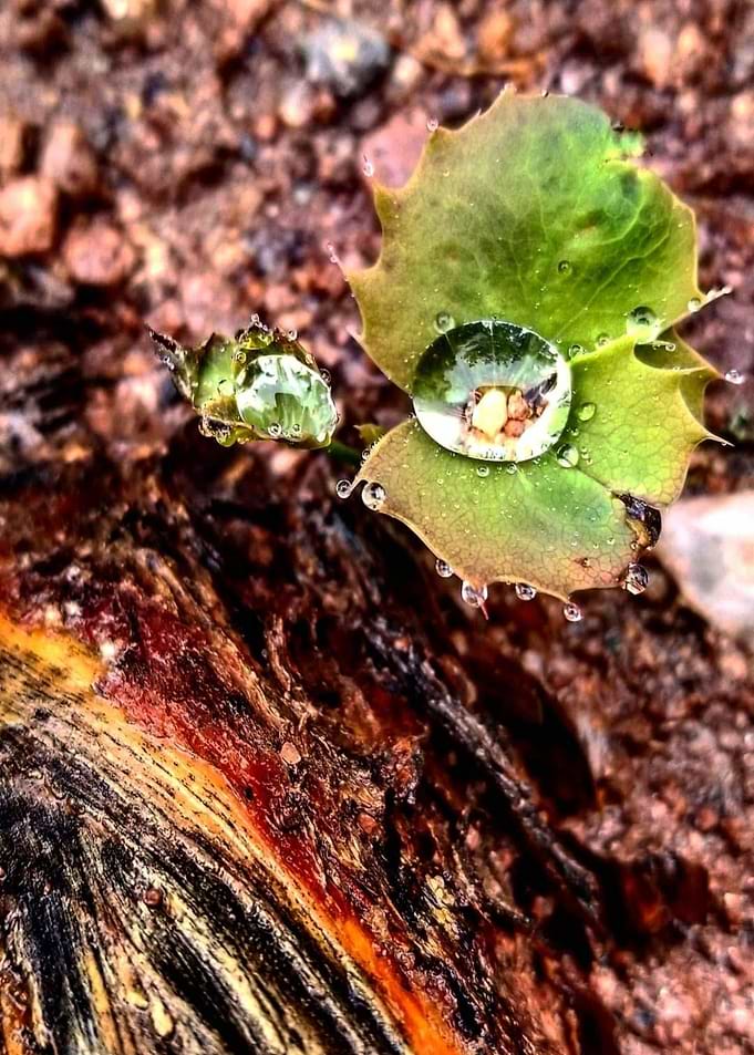 Water Leaf