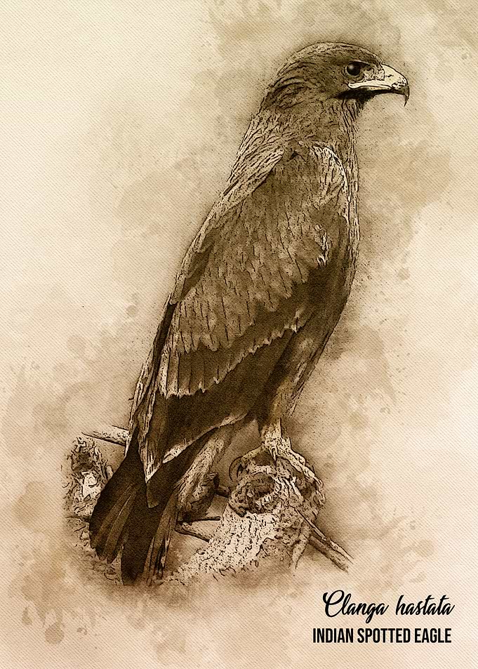 Indian spotted eagle