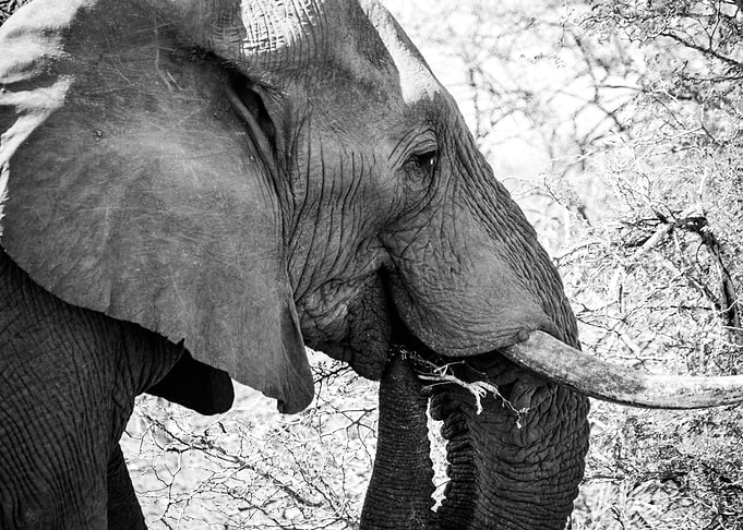 Majestic Elephant