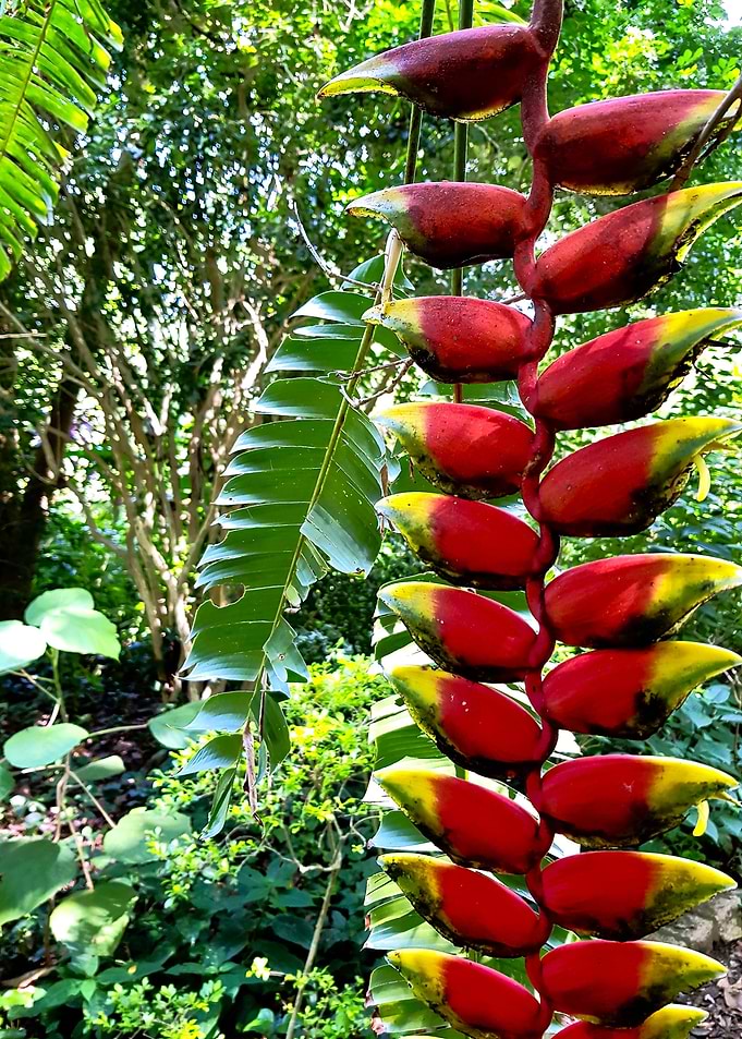 HELICONIA