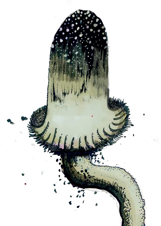 Coprinus
