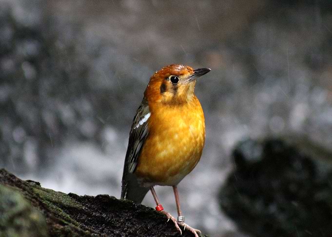 Small Bird