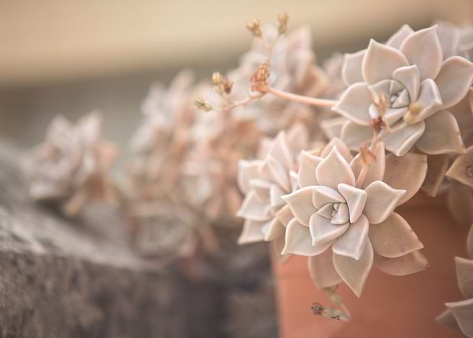 Flowers of Malta