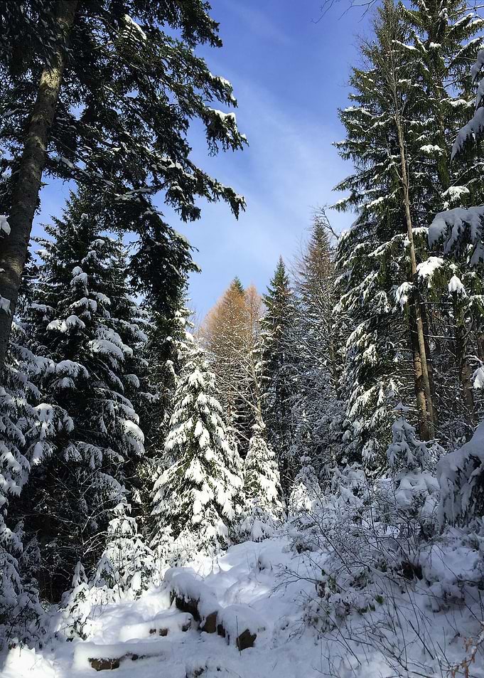 Winter Magical Forest 2