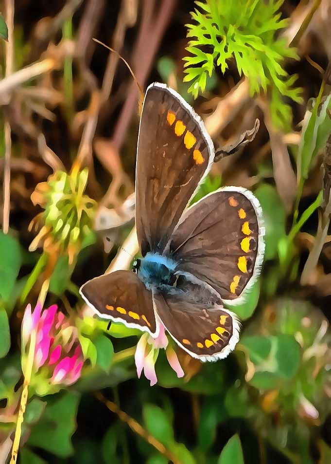Common Blue Butterfly