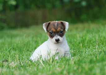 Jack Russell Terrier puppy