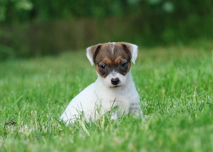 Jack Russell Terrier puppy