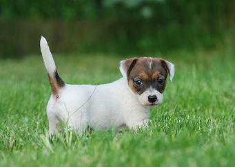 Jack Russell Terrier puppy