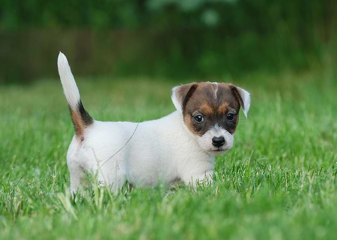 Jack Russell Terrier puppy