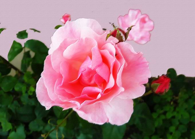 Rose wisdom