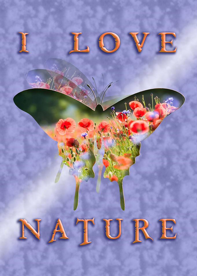 butterfly 1