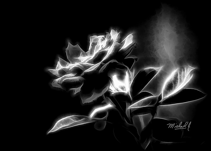 MOONLITE ROSE