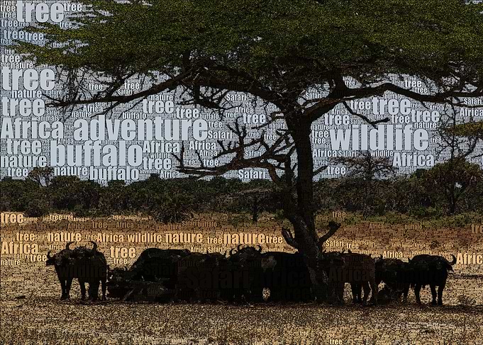 Safari