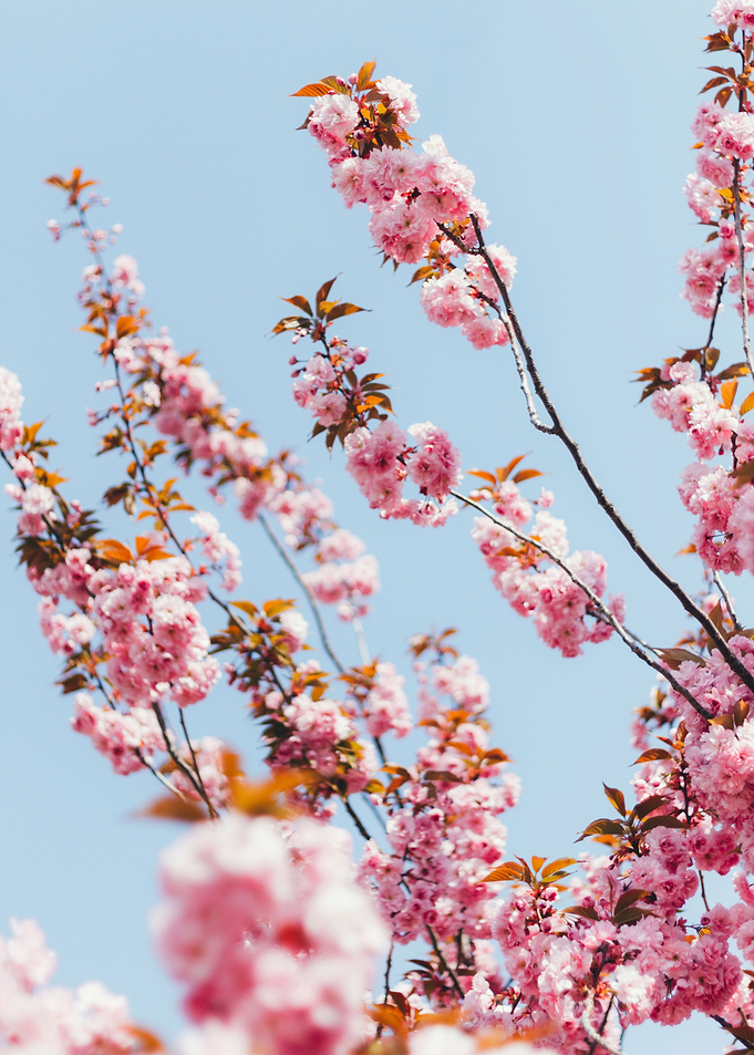 Sakura
