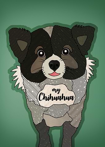 My Chihuahua
