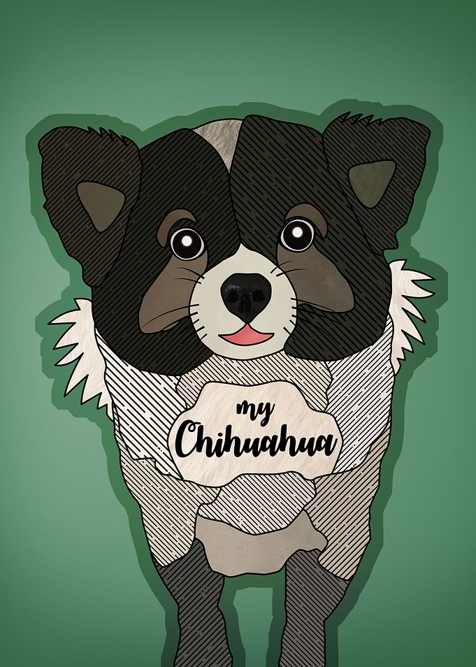 My Chihuahua