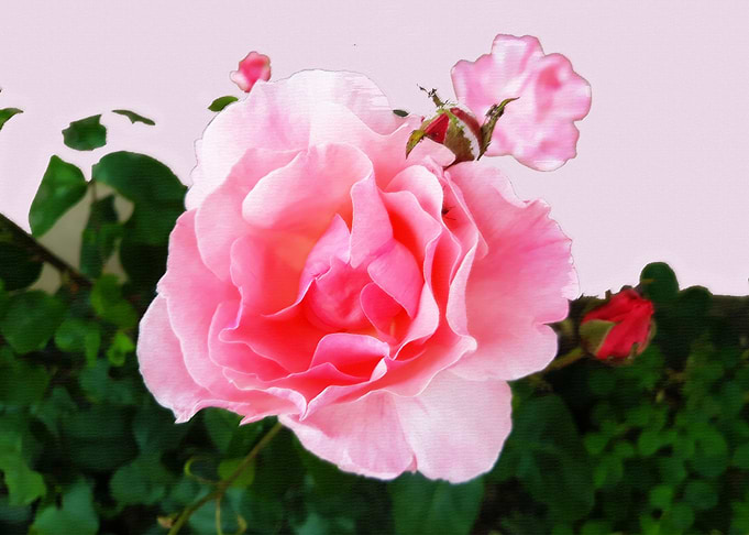 Rose delicacy