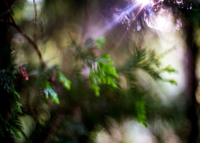 Sunrays on leaves and tree