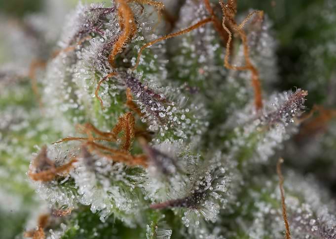 Cannabis