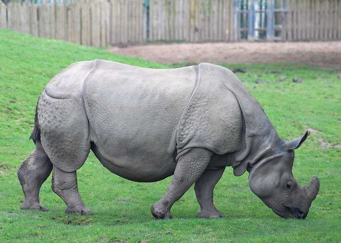 Rhino
