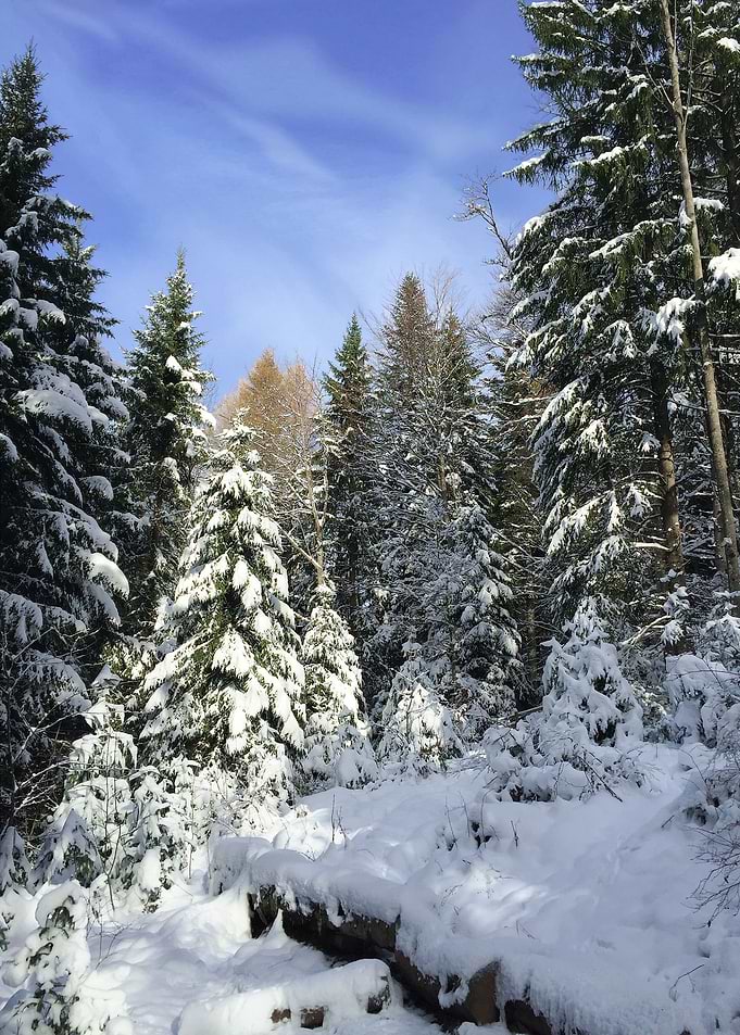 Winter Magical Forest 1